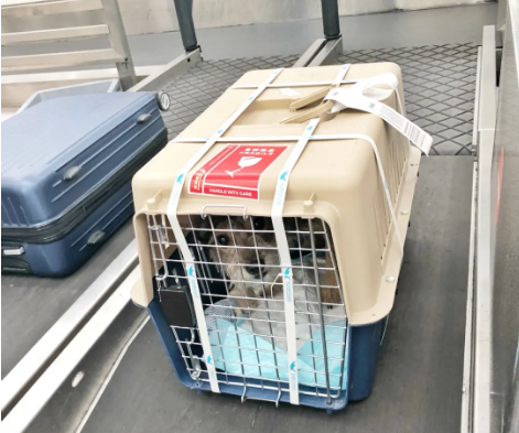 松江宠物托运 宠物托运公司 机场宠物托运 宠物空运